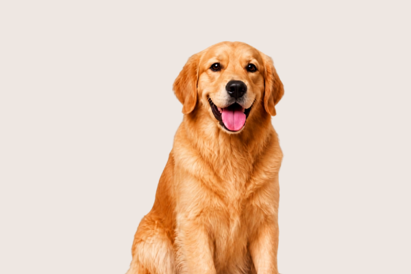 Dog Food